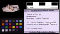 Foto (Objekt + Etiketten) von Decapoda indet. (NHMW-GEO-1990-0041-0351)